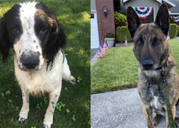 Medford Police K-9 team partnered with the CNCA to safely train and certify K-9’s and handling officers in fentanyl detection