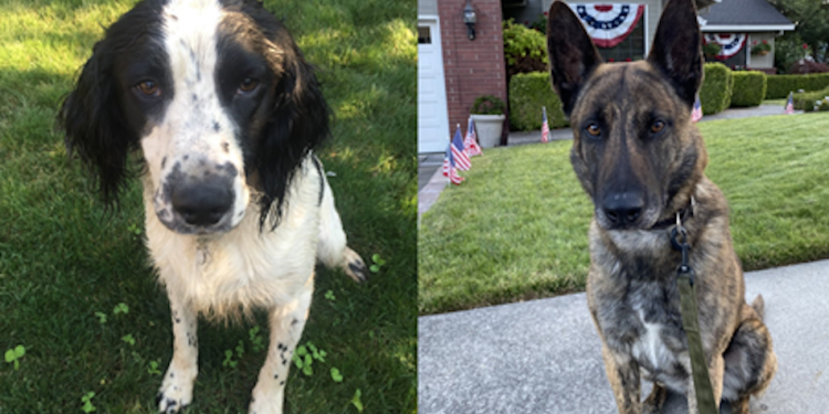 Medford Police K-9 team partnered with the CNCA to safely train and certify K-9’s and handling officers in fentanyl detection