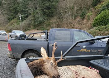66-year-old man shooting into a herd of elk near Nehalem killed one and mortally wounded at least three others, while illegally shooting from a road and in the direction Hwy 101