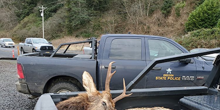 66-year-old man shooting into a herd of elk near Nehalem killed one and mortally wounded at least three others, while illegally shooting from a road and in the direction Hwy 101