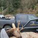 66-year-old man shooting into a herd of elk near Nehalem killed one and mortally wounded at least three others, while illegally shooting from a road and in the direction Hwy 101