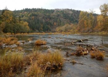 ODFW’s Umpqua Fish District biologists will begin a project to monitor spring Chinook salmon migrating up the North Umpqua River