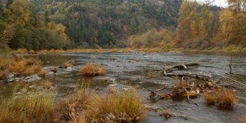 ODFW’s Umpqua Fish District biologists will begin a project to monitor spring Chinook salmon migrating up the North Umpqua River