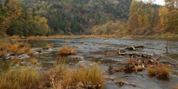 ODFW’s Umpqua Fish District biologists will begin a project to monitor spring Chinook salmon migrating up the North Umpqua River
