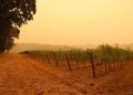 Willamette Valley Vineyards Sue Utilities for $11 Million Over 2020 Holiday Farm Fire Damage