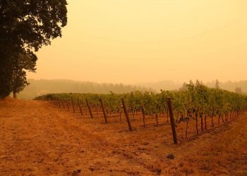 Willamette Valley Vineyards Sue Utilities for $11 Million Over 2020 Holiday Farm Fire Damage