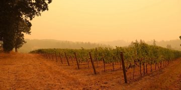 Willamette Valley Vineyards Sue Utilities for $11 Million Over 2020 Holiday Farm Fire Damage