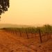 Willamette Valley Vineyards Sue Utilities for $11 Million Over 2020 Holiday Farm Fire Damage