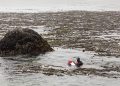 Oregon’s Kelp Forests Face Drastic Decline, New Report Reveals