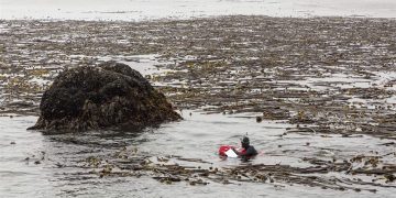 Oregon’s Kelp Forests Face Drastic Decline, New Report Reveals