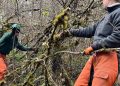 Oregon Nonprofit Tackles Wildfire Risk with Tree Cutting and Youth Training