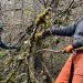 Oregon Nonprofit Tackles Wildfire Risk with Tree Cutting and Youth Training