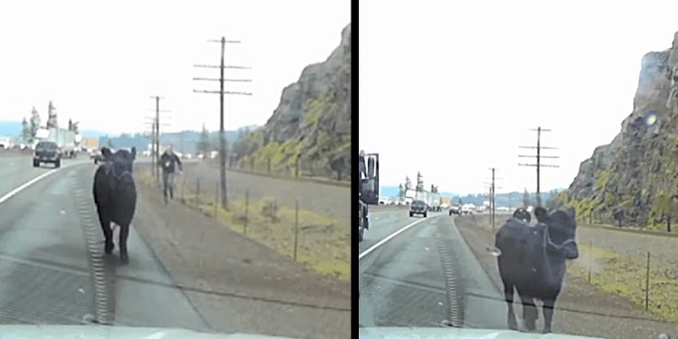 Loose Cow Causes Chaos on Interstate 84, Ends Up Collapsing After Long Journey
