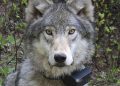 Oregon State Police Seek Public Assistance in Illegal Killing of Wolf in Union County