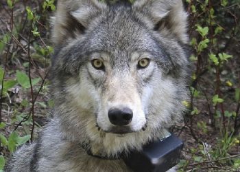 Oregon State Police Seek Public Assistance in Illegal Killing of Wolf in Union County