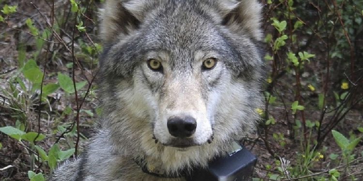 Oregon State Police Seek Public Assistance in Illegal Killing of Wolf in Union County