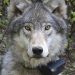 Oregon State Police Seek Public Assistance in Illegal Killing of Wolf in Union County