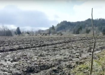 Springfield Officials Warn Public After New Saplings Uprooted at Dorris Ranch