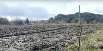 Springfield Officials Warn Public After New Saplings Uprooted at Dorris Ranch