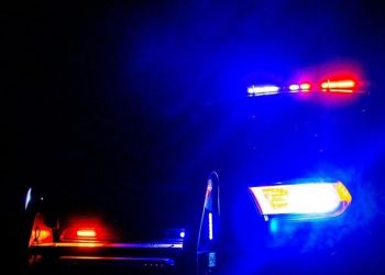 Dog Attack on U.S. Forest Service Land Leads to Fatalities for Two Dogs, Owner Cited