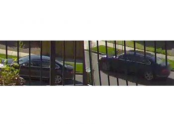 Eugene Police Seek Tips After Cat Shot and Left to Die in Carrier