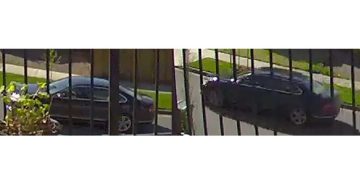 Eugene Police Seek Tips After Cat Shot and Left to Die in Carrier