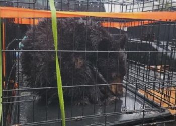 Eugene Resident Defends Decision to Relocate Wandering Baby Bear