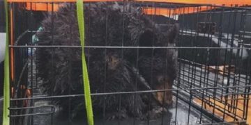 Eugene Resident Defends Decision to Relocate Wandering Baby Bear