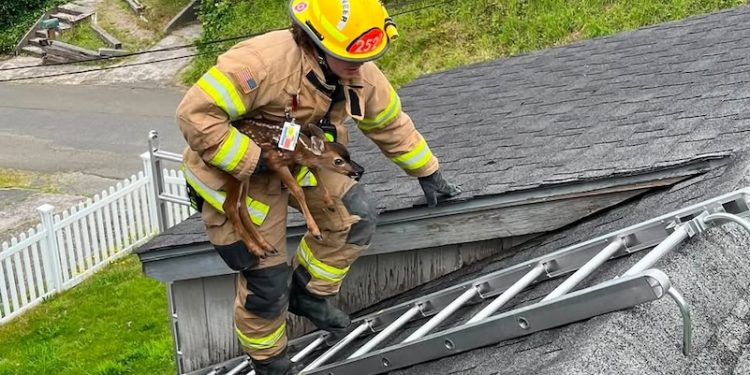 Astoria firefighters rescue young deer stranded on rooftop on Fourth of July